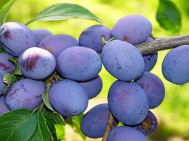 sliwa-wegierka-dabrowicka-2-717