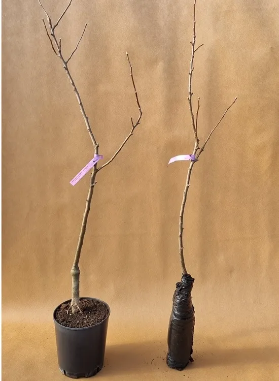 jablon-paulared-2-328-waga-z-opakowaniem-0-5-kg