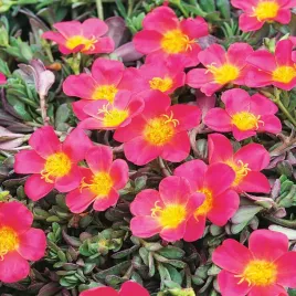 godecja-wielkokwiatowa-mix-mieszanka-nasion-kwiatow-naturalny-urok