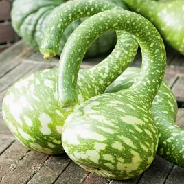 tykwa-pospolita-kobra-silny-wzrost-idealne-na-pergole-nasiona-kwiatow