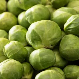 kapusta-brukselska-dolores-odporna-na-susze-srednia-wczesna-nasiona-warzyw