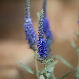 przetacznik-klosowy-niebieski-nasiona-0-1g