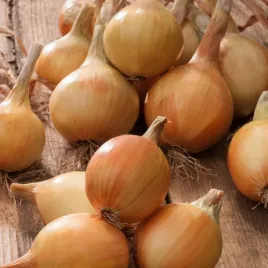 cebula-tecza-bardzo-wczesna-odporna-smaczna-soczysta-nasiona-cebuli