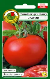 pomidor-gruntowy-jawor-wczesny-b-plenny-smaczne-owoce-nasiona-pomidorow