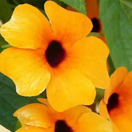 tunbergia-pnacze-mieszanka-nasiona-05g