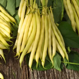 fasola-zwykla-karlowa-lotos-zolta-sr-wczesna-nasiona-warzyw-fasoli