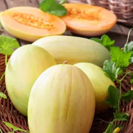 melon-junior-f1-miazsz-pomaranczowy-soczysty-swieze-nasiona