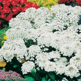 ubiorek-hiacyntowy-bialy-nasiona-kwiatow-pachnace-wiosenne-kwiaty