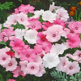 slazowka-letnia-mieszanka-mix-nasiona-kwiatow-duze-kolorowe-kwiaty