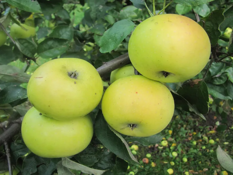 jablon-kosztela-2-309