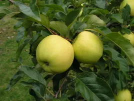 jablon-oliwka-zolta-2-314