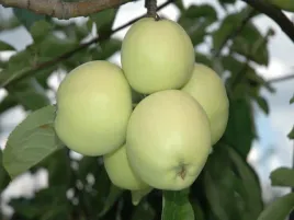 jablon-papierowka-2-315