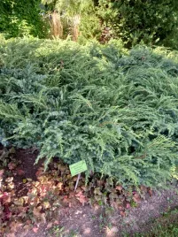 jalowiec-nadbrzezny-schlager-okrywowy-na-skalniak