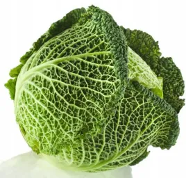 kapusta-wloska-aubervilliers-wczesna-nasiona-warzyw