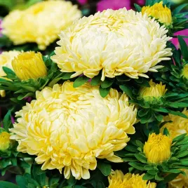 aster-peoniowy-wysoki-sonata-nasiona-kwiatow-kwiaty-zolte-obfite-kwitnienie