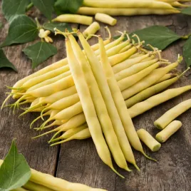 fasola-zwykla-karlowa-basta-wczesna-dlugosc-straka-ok-14-cm-nasiona