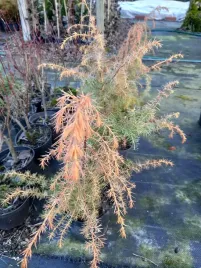 jalowiec-pospolity-kalebab-na-skalniak