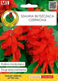 szalwia-blyszczaca-czerwona-05g-nsnmd012