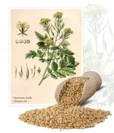 gorczyca-biala-nasiona-poplon-miododajna-miod-1kg