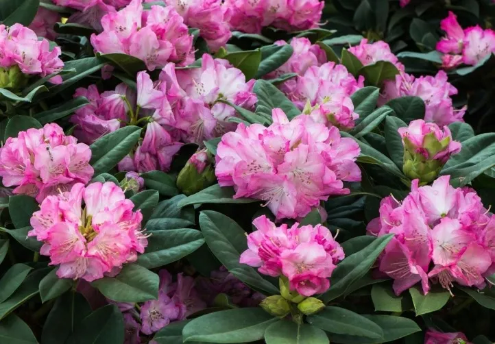 rododendron-hortifoska-1-kg-waga-1-kg