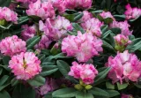 rododendron-hortifoska-1-kg-waga-1-kg