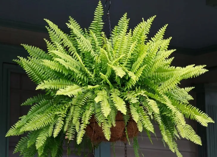 ziemia-eko-5l-paproc-waga-z-opakowaniem-5-kg