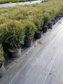 zywotnik-zachodni-hoseri-karlowa-odmiana