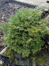 zywotnikowiec-japonski-nana-karlowa-odmiana