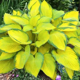 funkia-hosta-gold-standard-do-ogrodu