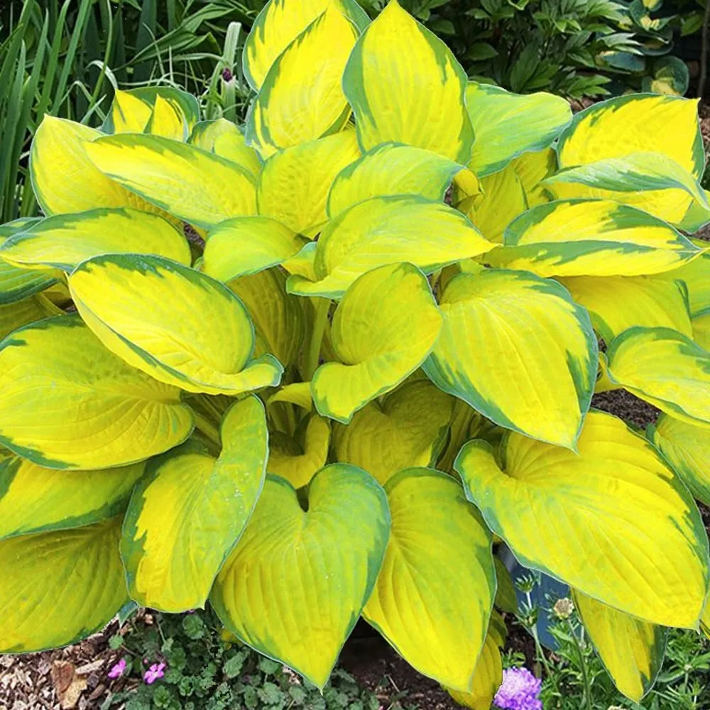 funkia-hosta-gold-standard-do-ogrodu-rodzaj-rosliny-inny