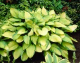 funkia-hosta-gold-standard-do-ogrodu-roslina-w-postaci-sadzonka-z-golym-korzeniem