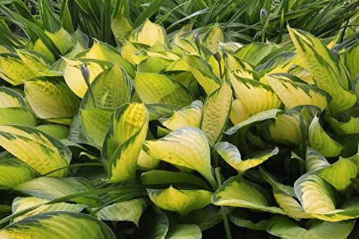 funkia-hosta-gold-standard-do-ogrodu-kod-producenta-wodne-rosliny