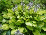 funkia-hosta-gold-standard-do-ogrodu-producent-perfekt-klik-sylwia-grzelak-wodne-rosliny