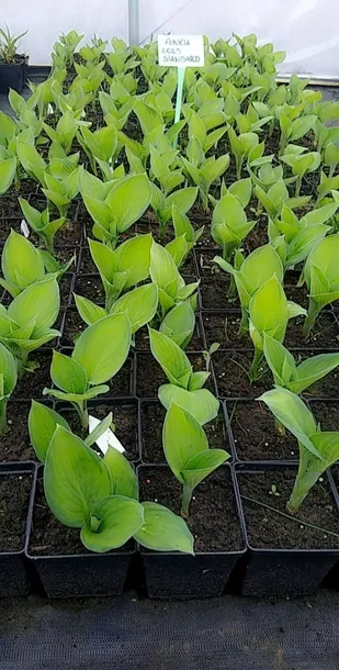 funkia-hosta-gold-standard-do-ogrodu-nazwa-lacinska-hosta