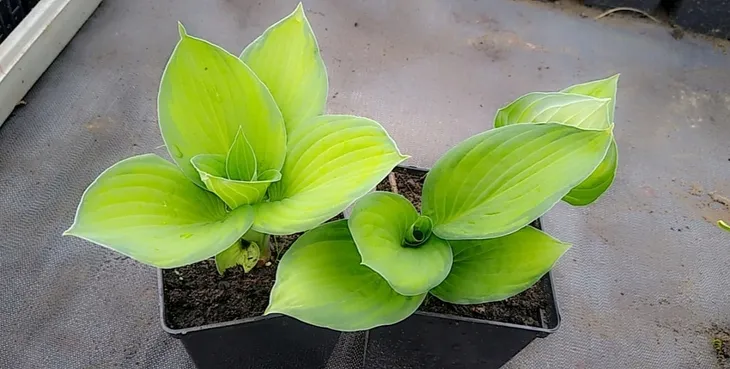 funkia-hosta-gold-standard-do-ogrodu-rodzaj-rosliny-inny-kolor-kwiatow-inny-kolor