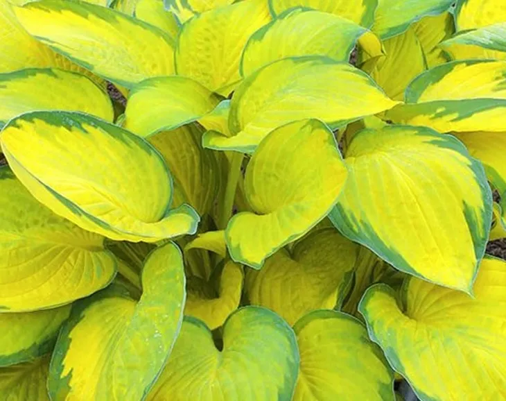 funkia-hosta-gold-standard-do-ogrodu-rodzaj-rosliny-inny-roslina-w-postaci-sadzonka-z-golym-korzeniem