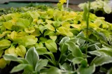 funkia-hosta-gold-standard-do-ogrodu-rodzaj-rosliny-inny-kod-producenta-wodne-rosliny
