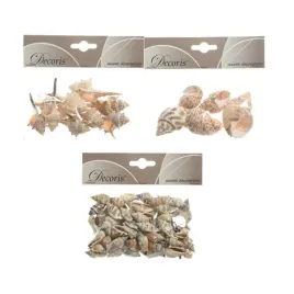 ozdobne-muszle-naturalne-dekoracyjne-oceaniczne