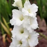 gladiolus-mieczyk-bialy-100-szt-cebule-cebulki