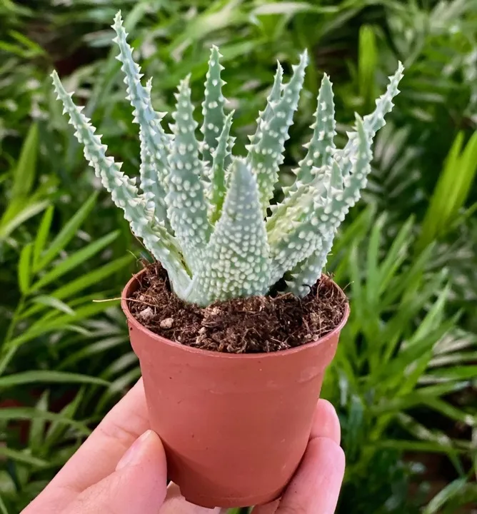 Wyjtkowy Aloes Humilis Niski Aloes Kolczasta Rozeta  177916225 - ERLI.pl