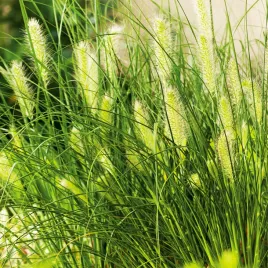 rozplenica-japonska-piorkowka-pennisetum-alopecuroides-hameln-trawa-ozdobna