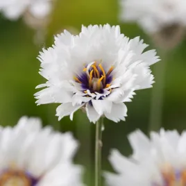 kupidynek-bialy-nasiona-kwiatow-snieznobiale-kwiaty-ozdoba-ogrodu