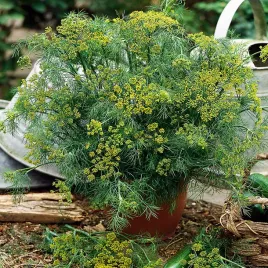 koper-ogrodowy-szmaragd-500g-szybko-odrasta-super-plenny-nasiona-kopru