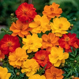 onetek-siarkowy-mieszanka-lekka-i-wysoka-roslina-delikatne-kwiaty