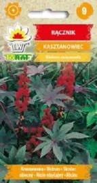 racznik-kasztanowiec-nasiona-8-szt