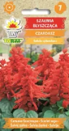 szalwia-blyszczaca-czardasz-na-balkon-taras-nasiona-03-g