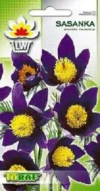 sasanka-ogrodowa-fioletowa-nasiona-02-g