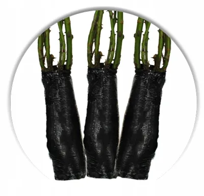 roza-pnaca-zolta-1-szt