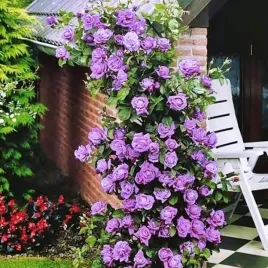 roza-pnaca-niebieska-1-szt