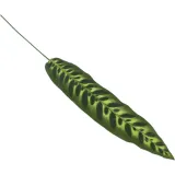 lisc-pikok-68cm